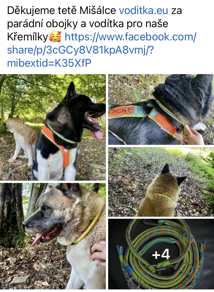 44_akita_ mix