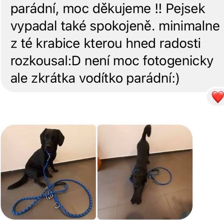 51_štěně_modro-modré
