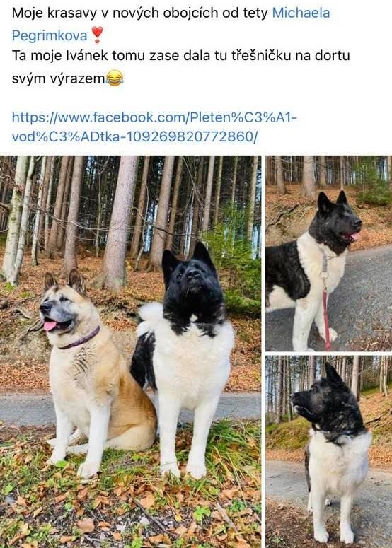 66_akita_mix